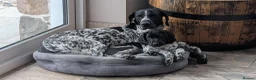 German Shorthaired Pointer dogs for sale: German Shorthaired Pointer puppies in Castle Douglas - Advert 2