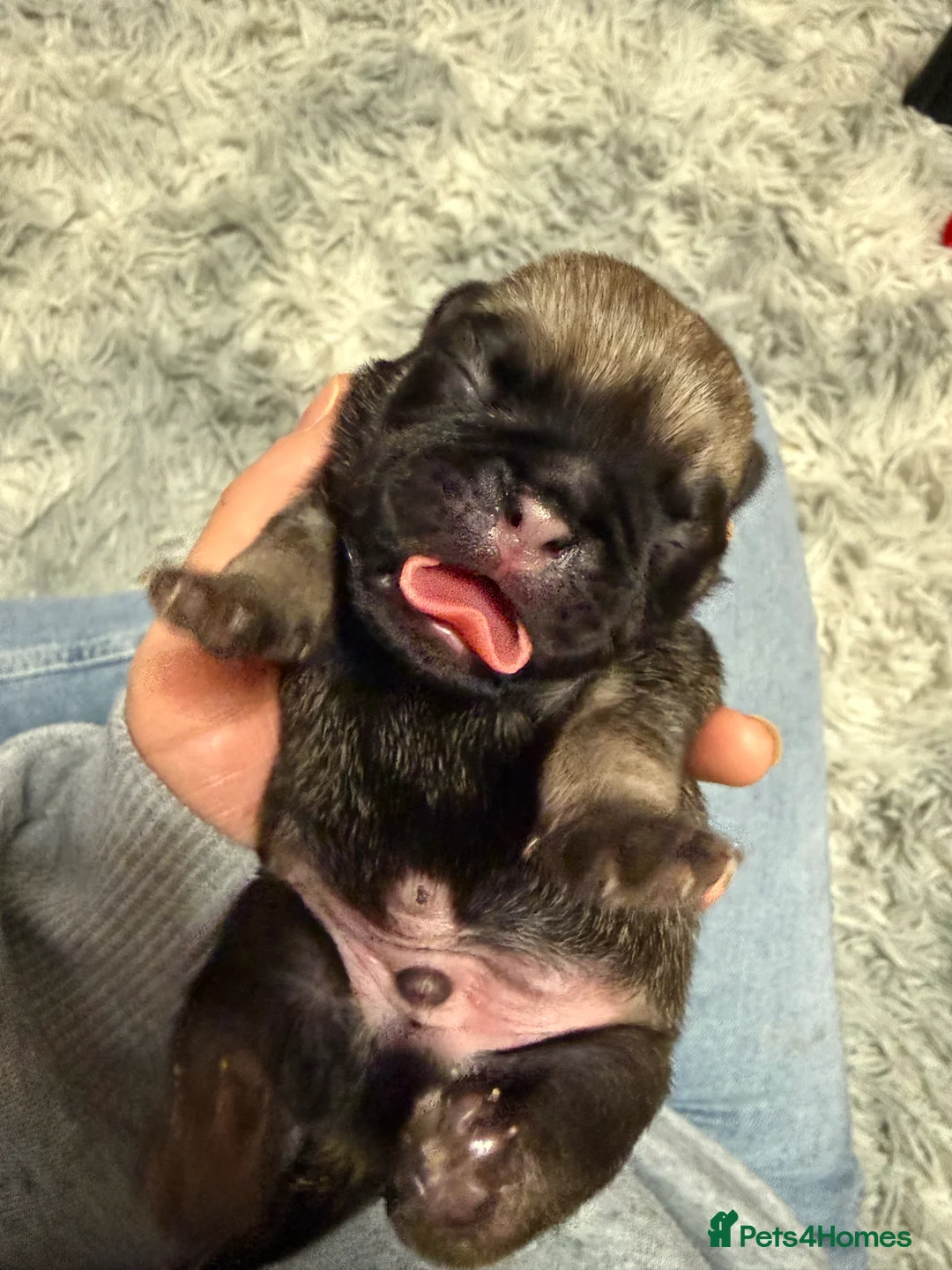 Pug dogs for sale: Pug puppies for sale  - Advert 20