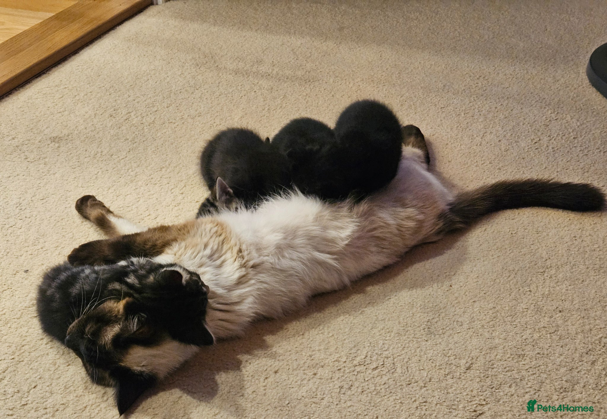 Mixed Breed cats Blue eyed Ragamese mix kittens Black & Tabby - Advert 20