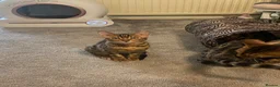 Bengal cats for sale: 🐾 BEAUTIFUL TICA REGISTERED BENGAL  – READY NOW  - Advert 37