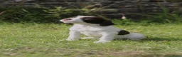 English Springer Spaniel dogs for sale: Springer spaniel puppies, Docked tails  in Hereford - Advert 18