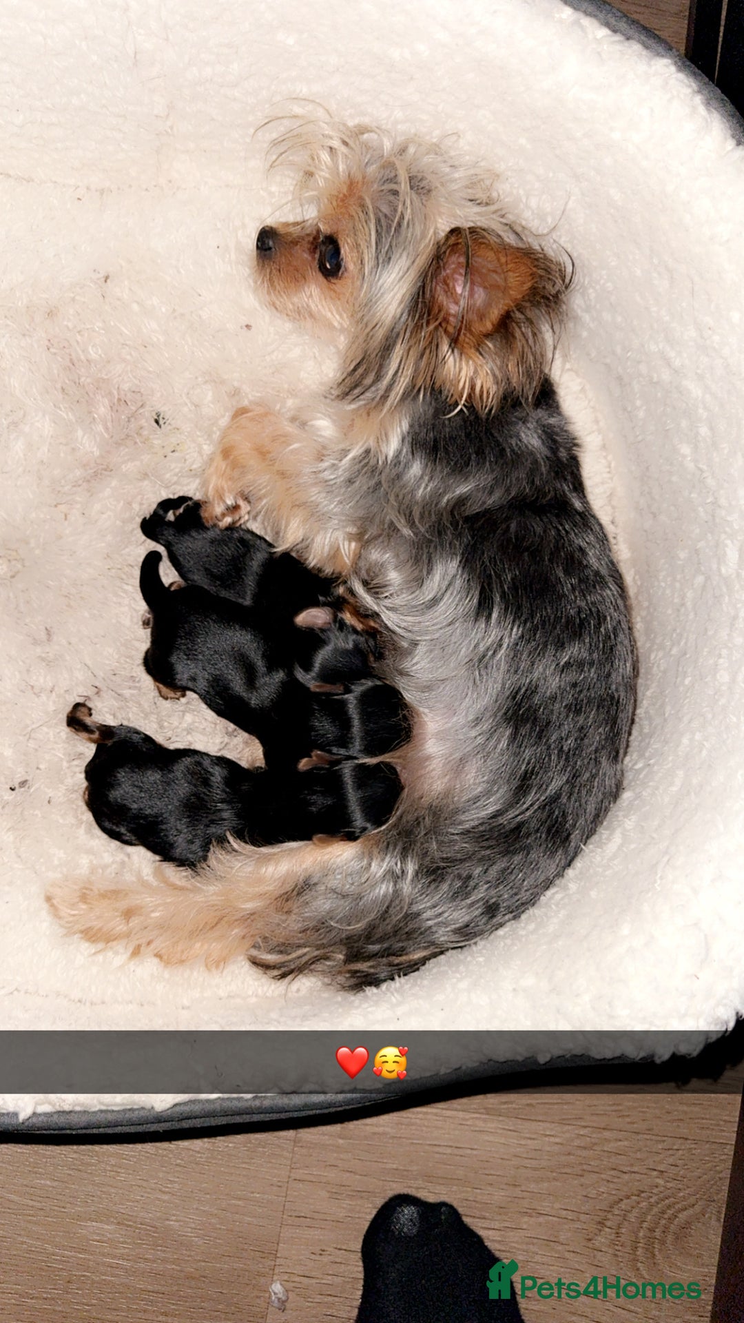 Yorkshire Terrier dogs for sale: Miniature yorkie - Image 14