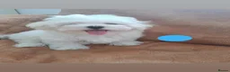 Maltese dogs for sale: 🐾❤️Beautiful Maltese Puppies For Sale❤️🐶 - Advert 13