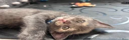 British Shorthair cats for sale: Stunning British short hair kittens - Advert 30