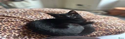 Mixed Breed cats for sale: Kitten looking to be re-homed - Advert 3