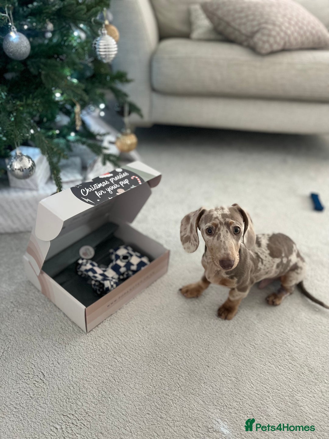 Miniature Dachshund dogs for stud: KC Reg Minature Isabella tan dachshund, For Stud  in Southampton - Advert 1