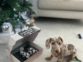 Miniature Dachshund dogs KC Reg Minature Isabella tan dachshund, For Stud in Southampton - Advert 1