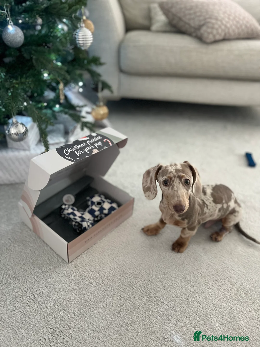 Miniature Dachshund dogs for stud: KC Reg Minature Isabella tan dachshund, For Stud  in Southampton - Advert 1