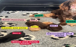 Cocker Spaniel dogs for sale: Cocker spaniel puppy’s  in Morpeth - Image 1