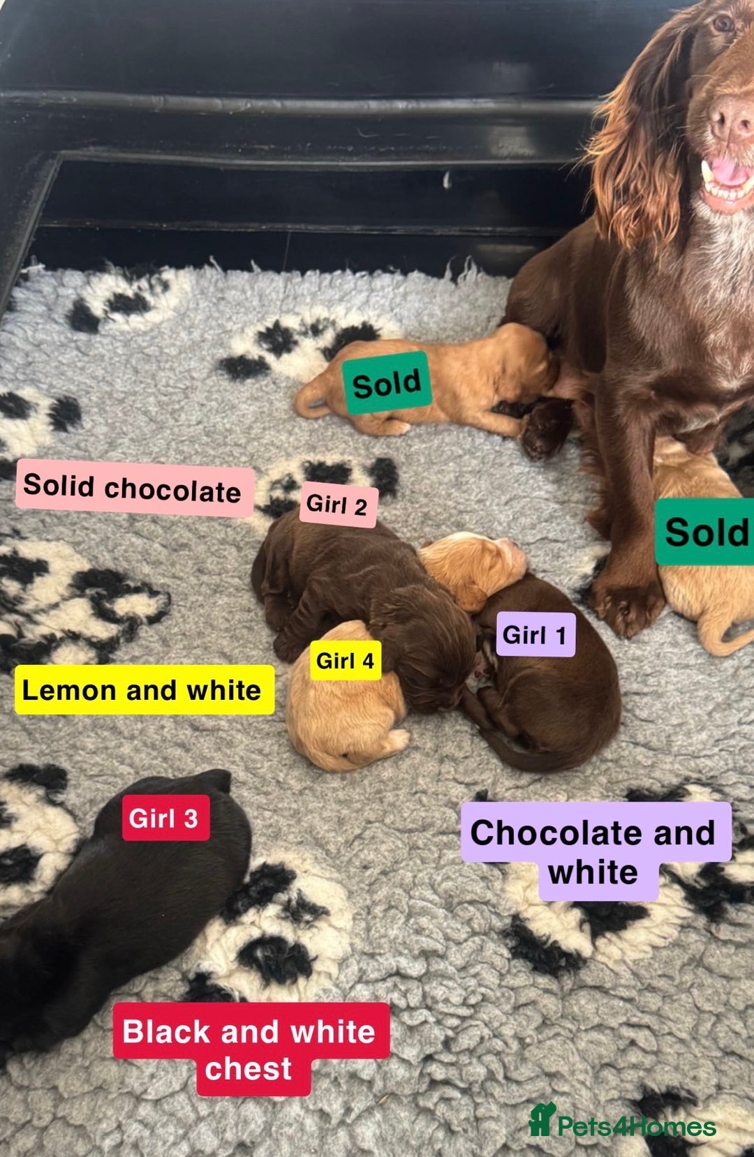 Cocker Spaniel dogs for sale: Cocker spaniel puppy’s  in Morpeth - Image 1
