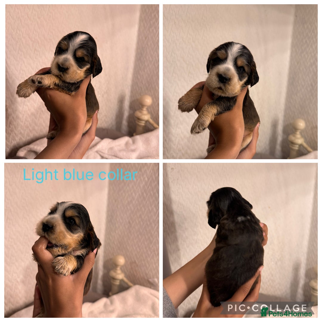Cocker Spaniel dogs for sale: 🐶 Beautiful Show Cocker Spaniel Puppies 🐾 - Image 3
