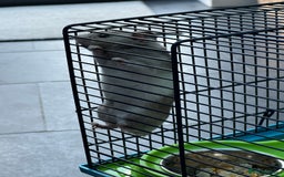 Hamster rodents for sale: Syrian Hamster with cage - Image 2