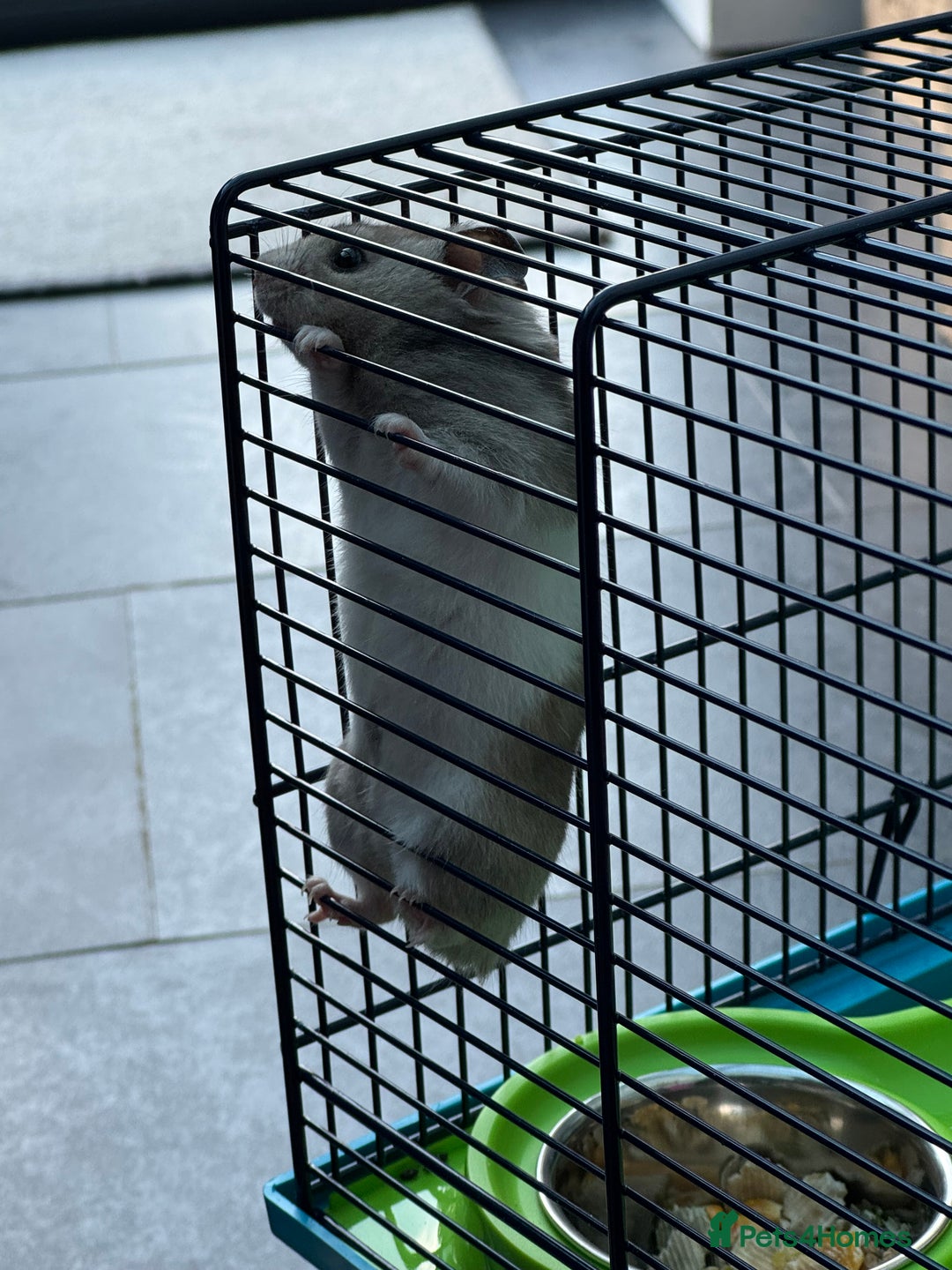 Hamster rodents for sale: Syrian Hamster with cage - Image 2