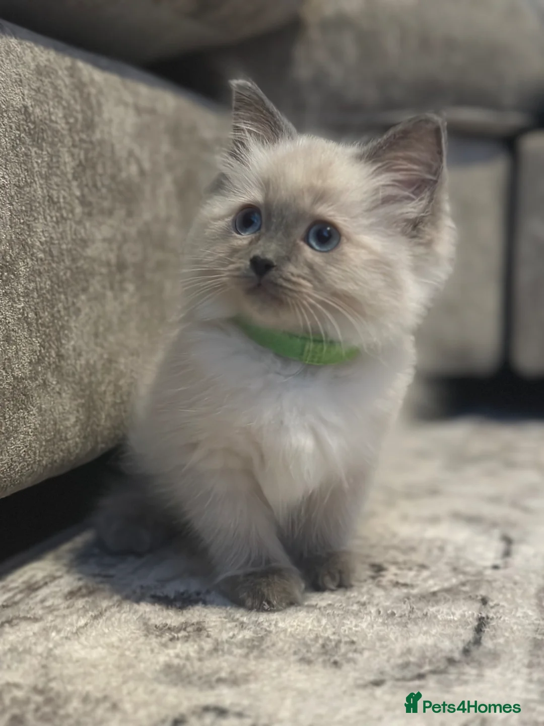 Ragdoll cats for sale: Ragdoll kittens ready now  in Doncaster - Advert 2