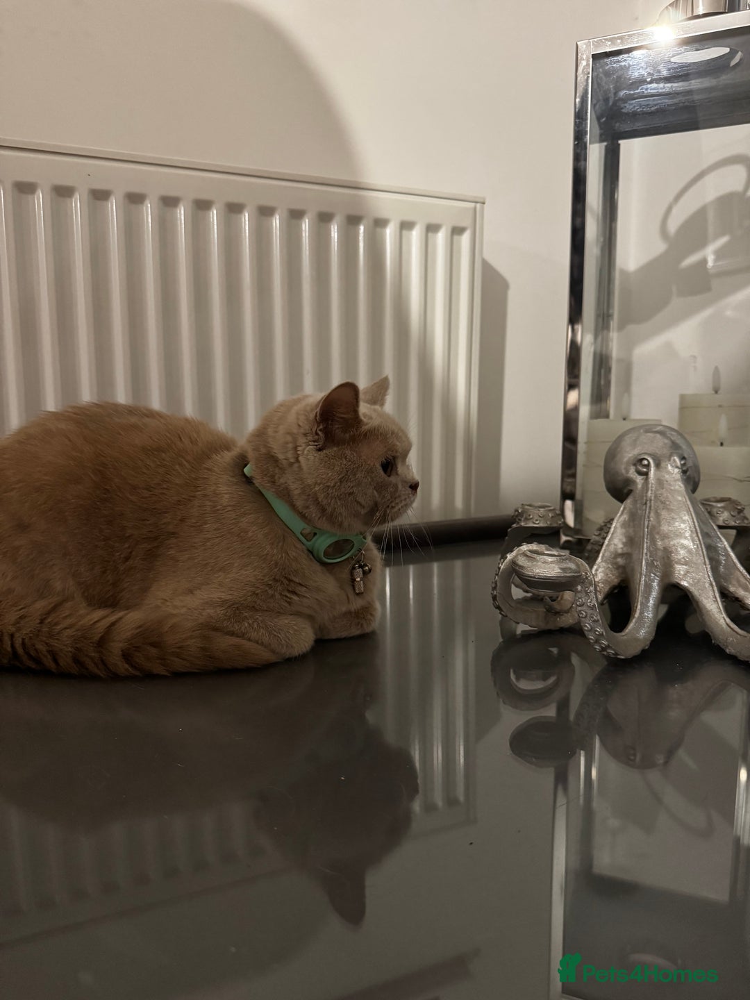 British Shorthair cats for sale: Beautiful Fawn BSH - Image 3