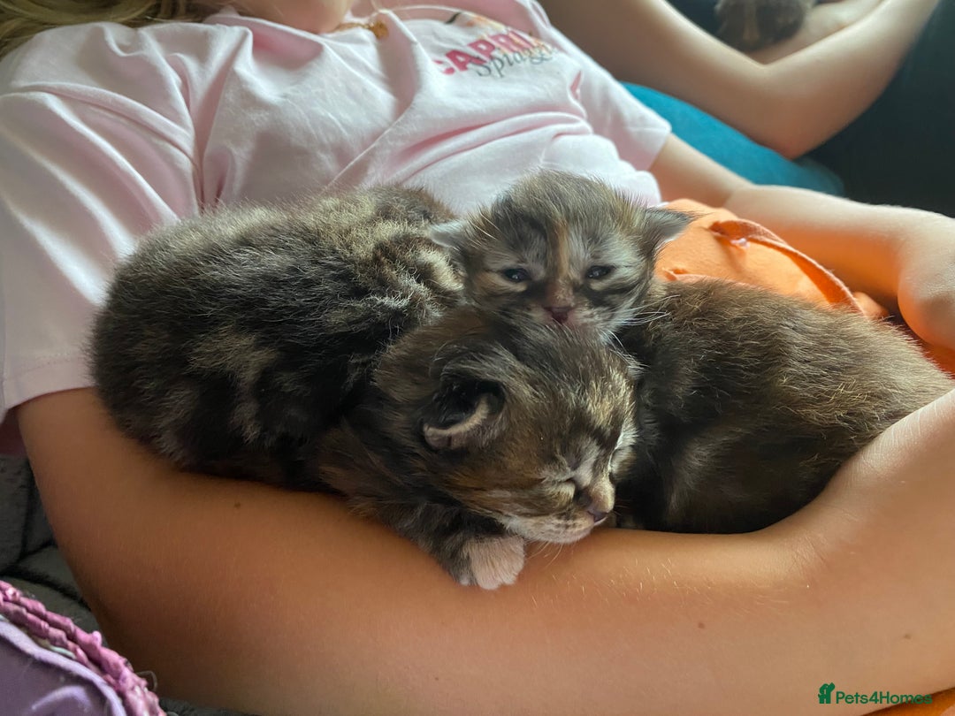 Maine Coon cats for sale: White Maine Coon boy  - Image 12