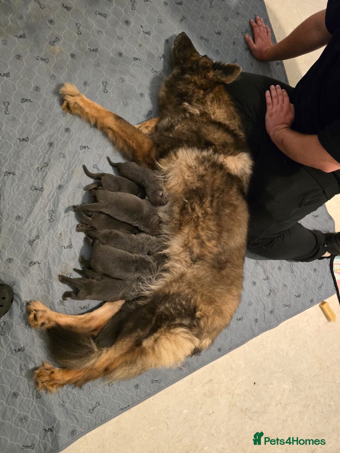 German Shepherd dogs for sale: German Shepherd Puppies  - Image 16