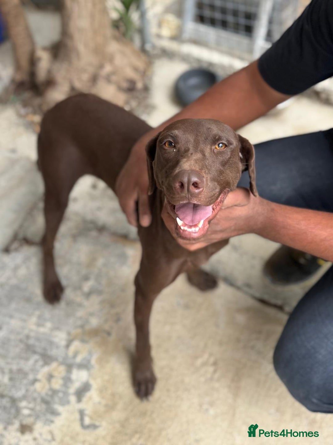 Mixed Breed dogs for adoption: Chocolate (Labrador/Pointer mix) - Advert 1