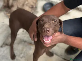 Mixed Breed dogs Chocolate (Labrador/Pointer mix) - Advert 18
