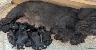 Miniature Schnauzer dogs - Advert 2