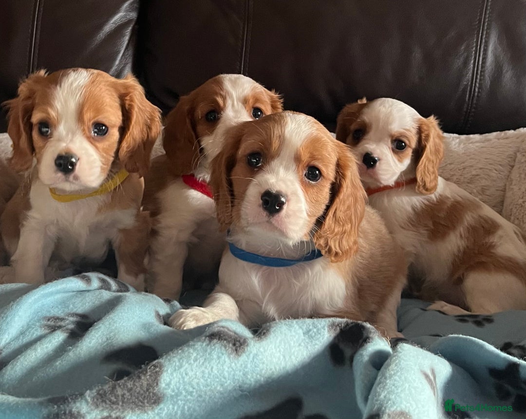 Cavalier King Charles Spaniel dogs for sale: Stunning cavalier King Charles boys - Advert 10