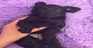 Cavapoo dogs - Advert 9