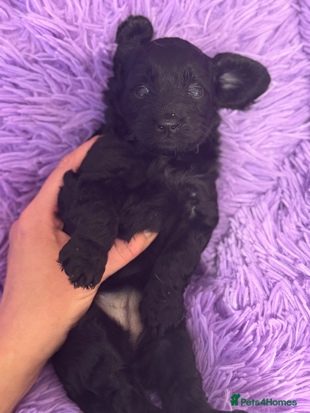 Cavapoo dogs for sale: Beautiful health tested Cavapoo’s 2 black puppies  - Image 4
