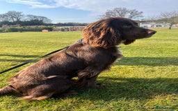 Cocker Spaniel dogs for stud: Working cocker spaniel available for stud  - Image 6