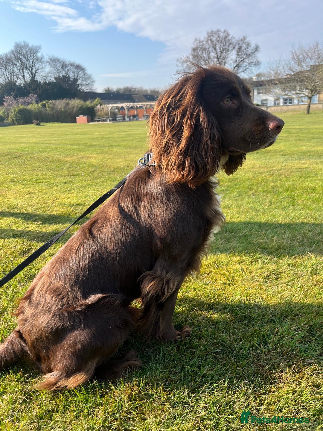 Cocker Spaniel dogs for stud: Working cocker spaniel available for stud  - Image 6