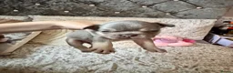 French Bulldog dogs for sale: KC Registered french bulldogs  - Advert 8
