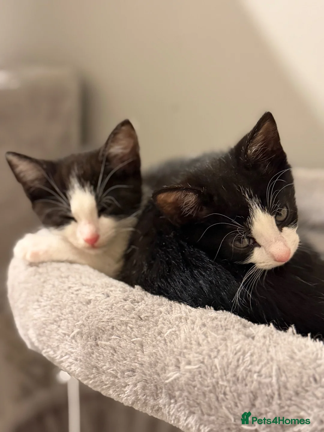 Mixed Breed cats for sale: 3 Black and White Mixed Male Kittens  in Sheffield - Advert 2