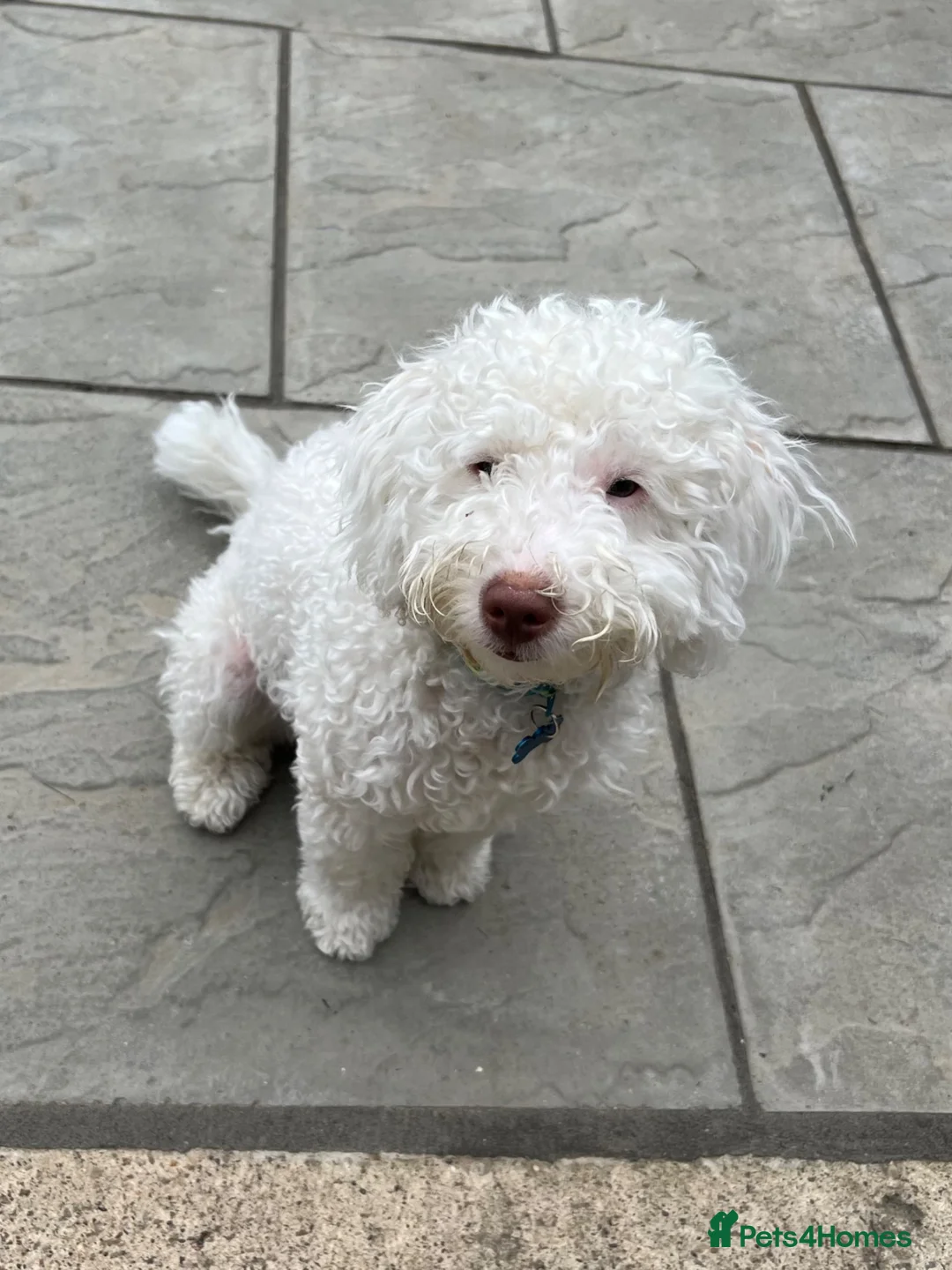 Labradoodle dogs for sale: Beautiful 6 Month Old Male Miniature Labradoodle - Advert 4