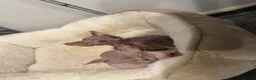 Sphynx cats for sale: Adorable Canadian Sphynx Kittens - Advert 7