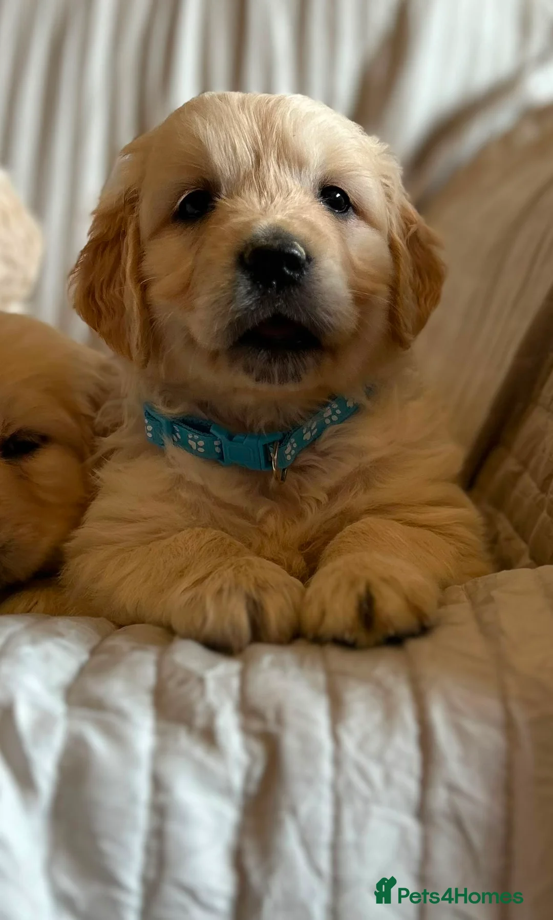 Golden Retriever dogs for sale: 👉👉Fully health tested parents!! 👈👈 - Advert 2