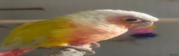 Conures birds for sale: 2 beautiful gccs looking for a new home - Advert 5