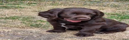 Cocker Spaniel dogs for sale: 2 Lovely chocolate cocker spaniel puppies for sale - Advert 6