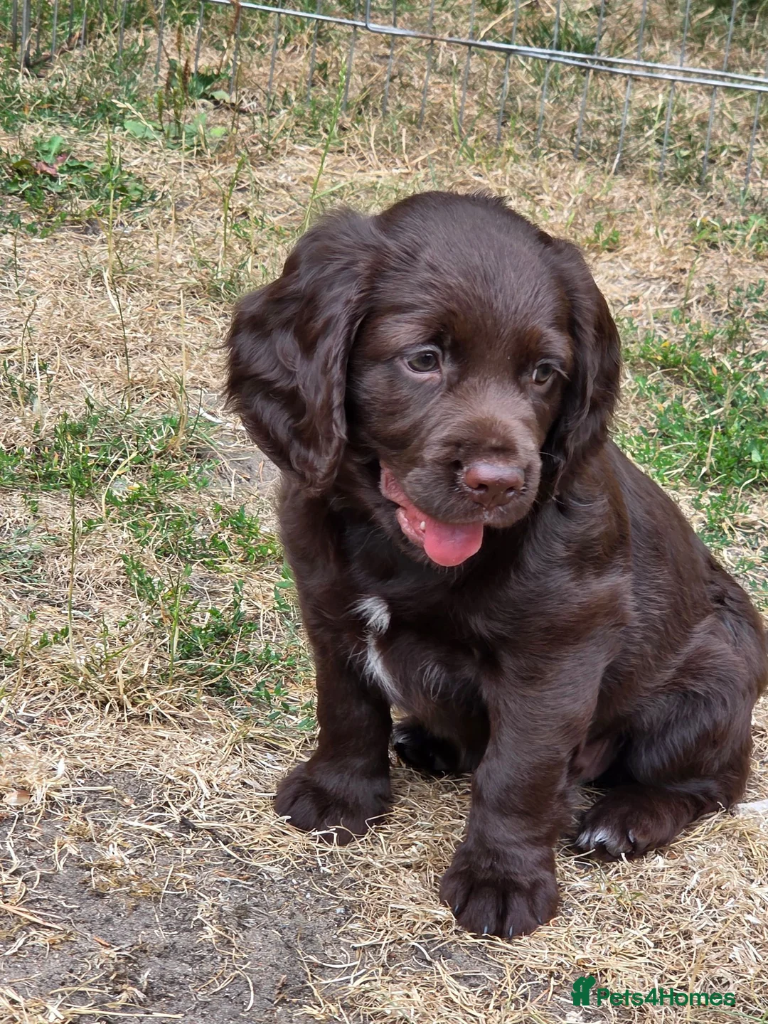 Cocker Spaniel dogs for sale: 2 Lovely chocolate cocker spaniel puppies for sale - Advert 6