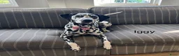 Dalmatian dogs for sale: Beautiful litter of Dalmatian puppies  - Advert 2