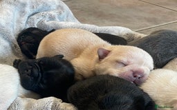 French Bulldog dogs for sale: KC Reg Frenchie Puppies - Image 8