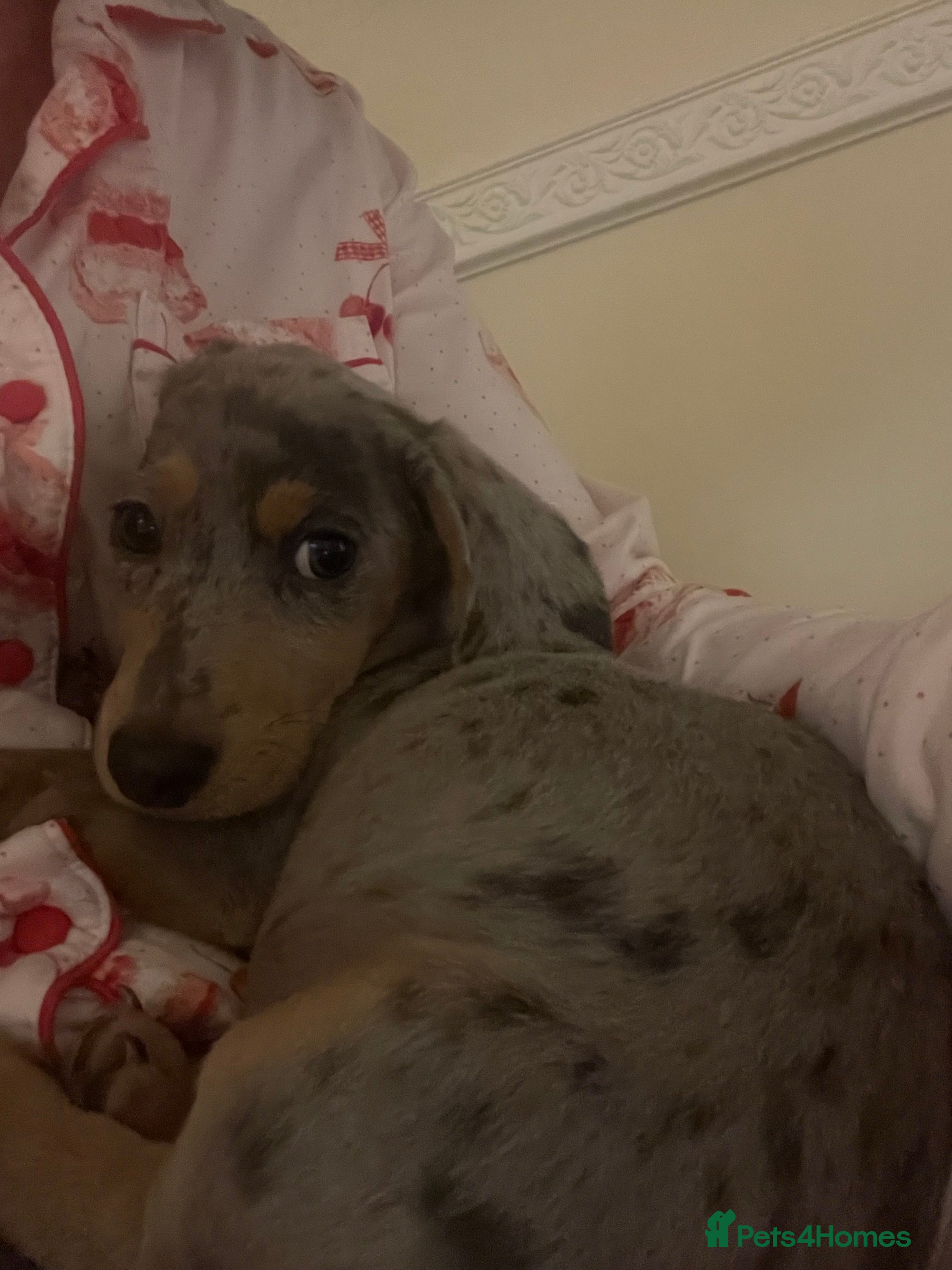 Dachshund dogs Full breed dachshund  - Advert 2