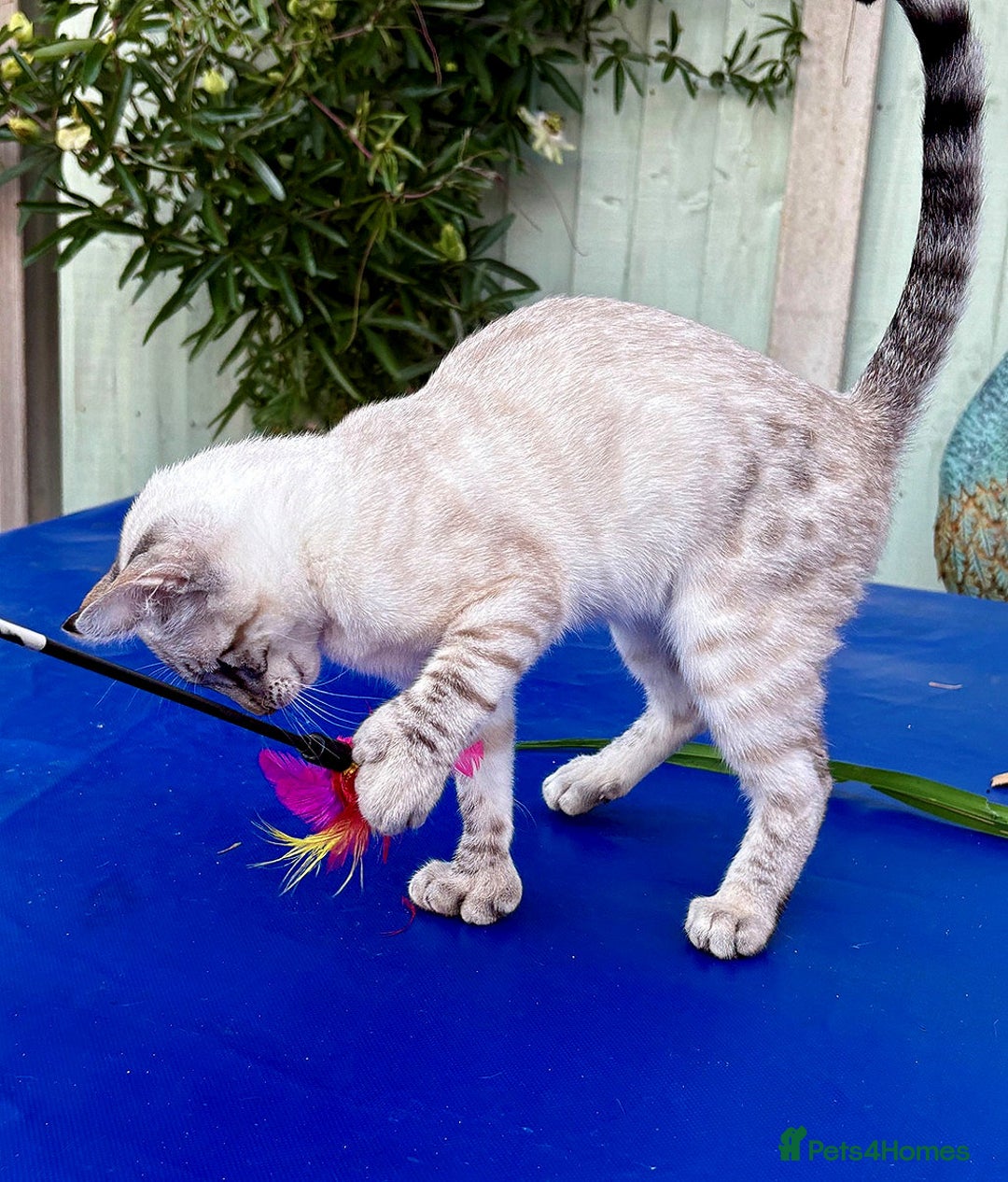 Bengal cats for sale: Stunning rare female  - Image 4