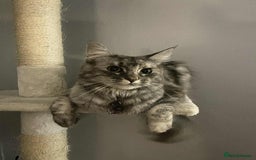Mixed Breed cats for sale: Smokey Grey kittens for sale - Image 10