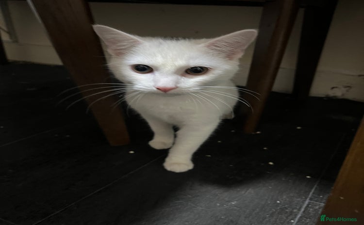 Turkish Angora cats 🐾 Meet Our Sweet 7-Month-Old White Kitty! 🐾 - Advert 16