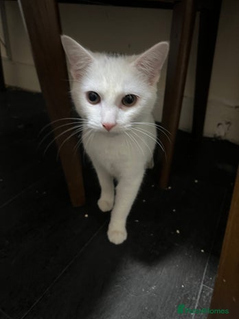 Turkish Angora cats 🐾 Meet Our Sweet 7-Month-Old White Kitty! 🐾 - Advert 1