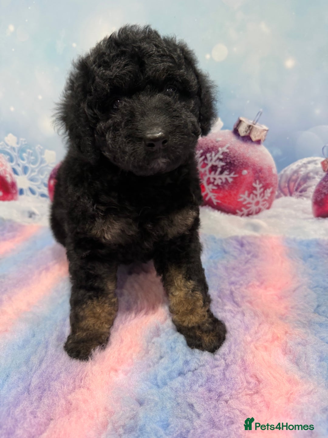 Bernedoodle dogs for sale: Bernedoodles - Advert 14