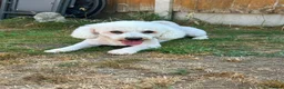 Bichon Frise dogs for stud: STUD KC Registered Bichon Frise Stud - Advert 2