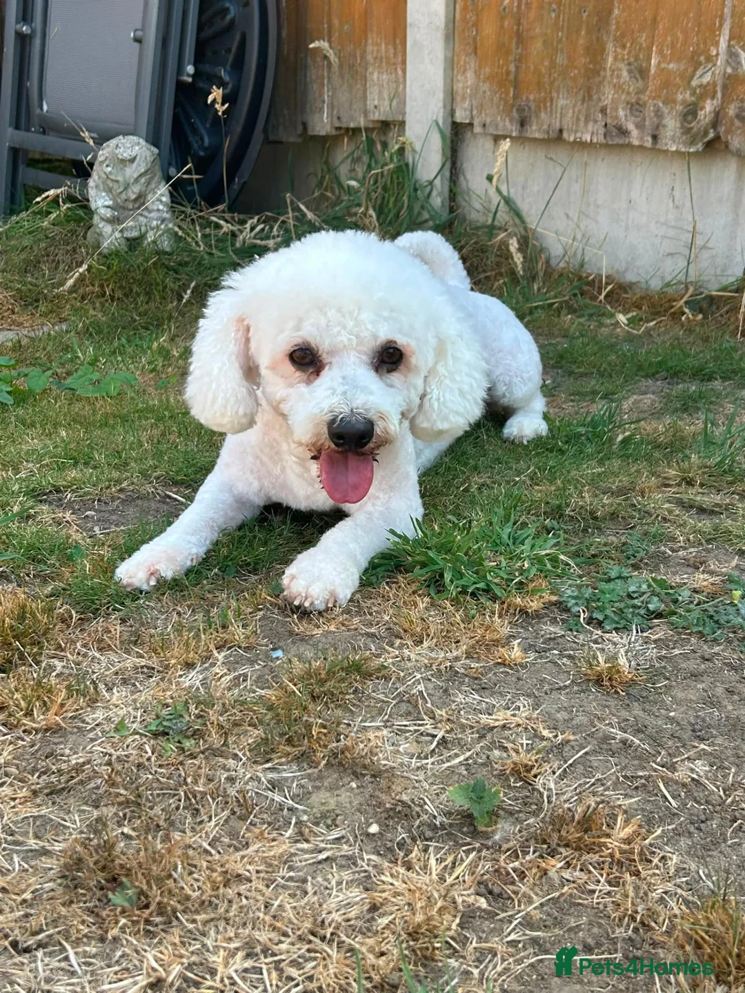 Bichon Frise dogs for stud: STUD KC Registered Bichon Frise Stud - Advert 2