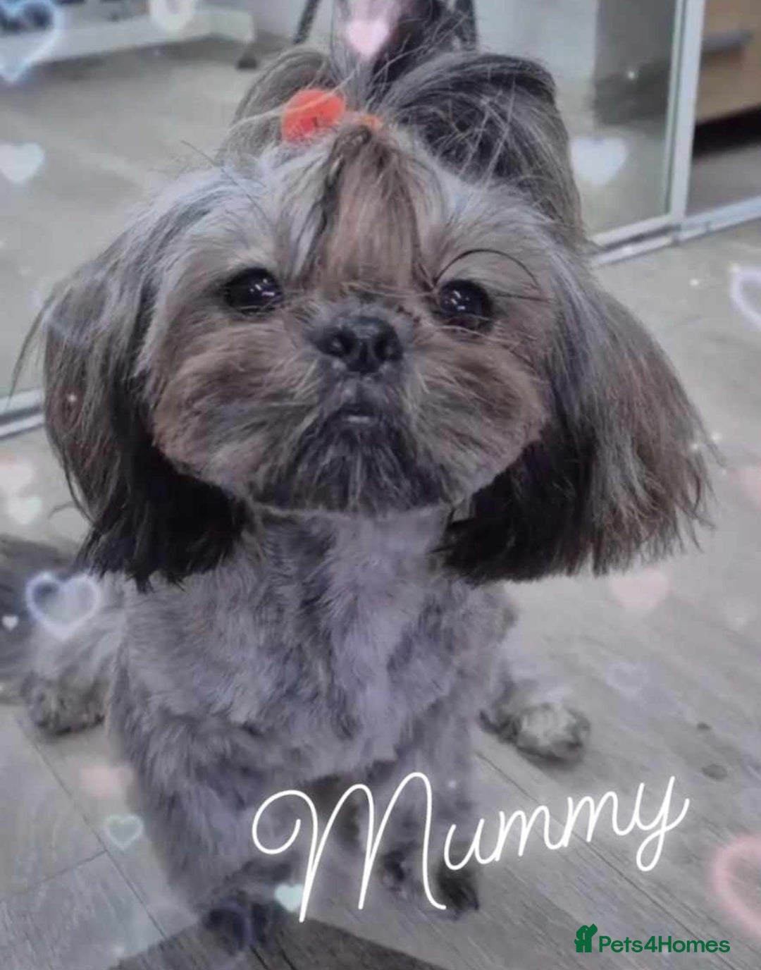 Shih Tzu dogs for sale: Imperial Shih Tzu- 1 beautiful girl❤️  - Advert 23