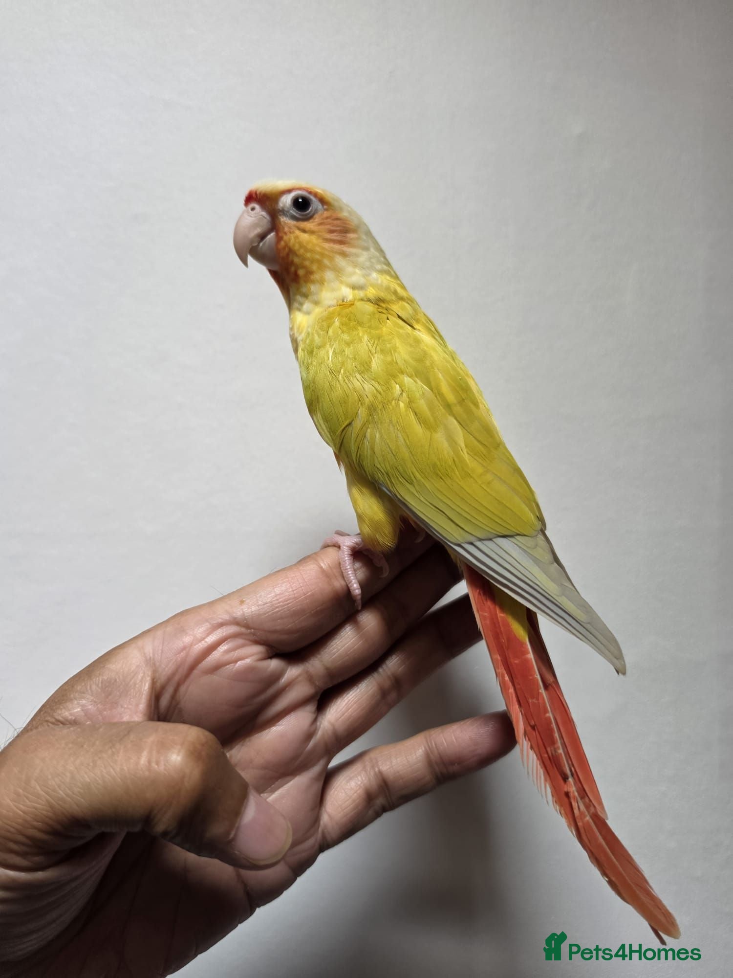 Conures birds Handreared and tame baby conure parrots - Advert 23