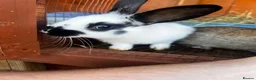 Mixed Breed rabbits for sale: New Zeeland Cross Rabbits  in Newport - Advert 3